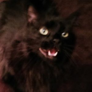 Meet your Posher, Kim